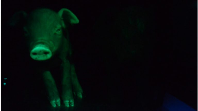 Scientists Develop Glowing Green Pigs to Produce Cheaper Medicines